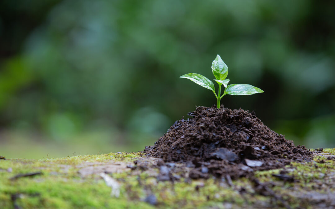 ROOTING® Características de su Citocinina