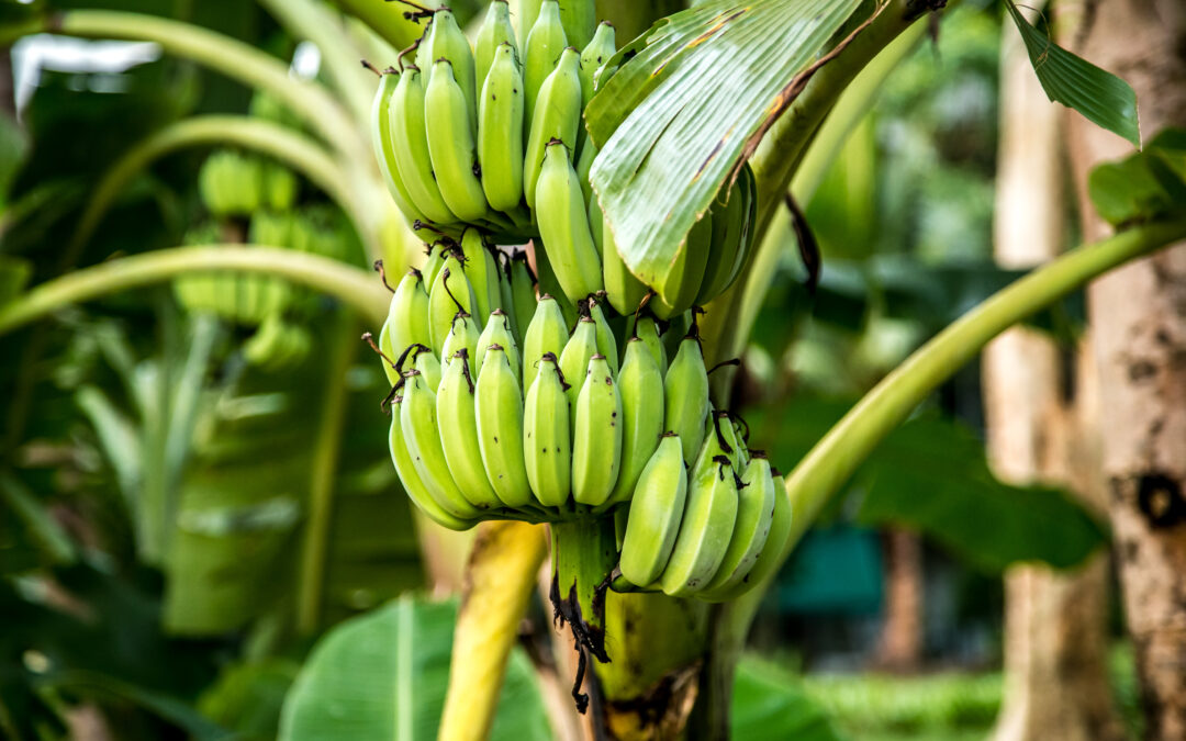 El Banano y sus necesidades edafoclimáticas.